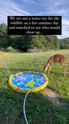 thumbnail of deer in little pool.mp4