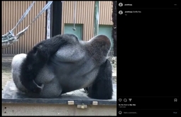 thumbnail of gorillaass.jpg