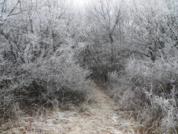 thumbnail of frost-n-path.JPG