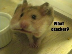 thumbnail of hamster cracker.jpg