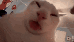 thumbnail of cat-cat-tongue.gif