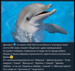 thumbnail of дельфины-животные-факты-8493615.png