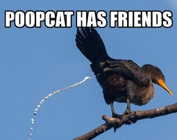 thumbnail of Poopcat Friends.jpg