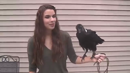 thumbnail of Ravens_can_talk.webm