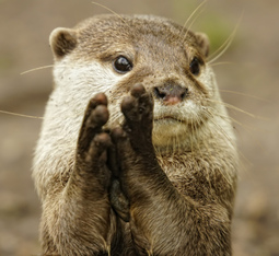 thumbnail of clapping otter.jpg