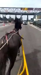 thumbnail of cavalo passando do pedágio.mp4
