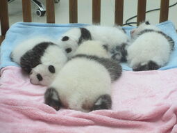 thumbnail of 800px-Baby_Pandas.JPG