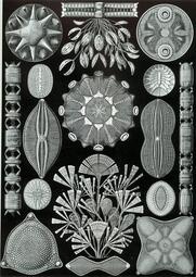 thumbnail of Ernst Haeckel - Diatomea.jpeg