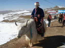 thumbnail of yak-riding-xinjiang.jpg