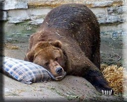 thumbnail of grizzly-sleeping-2-300x240.jpg