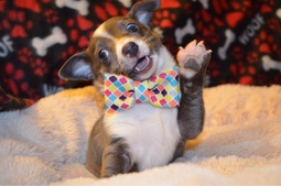 thumbnail of waving-puppy-bowtie.jpg