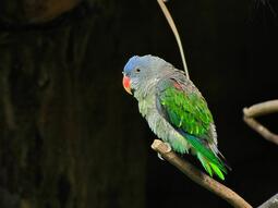 thumbnail of Blue-rumped_Parrot.jpg