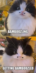 thumbnail of bambooz.jpg