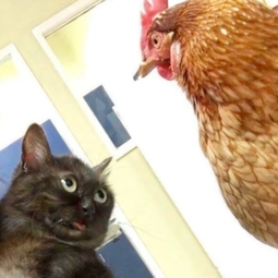 thumbnail of catchook.jpg