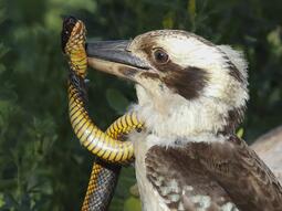 thumbnail of kookaburra tiger snake.jpg