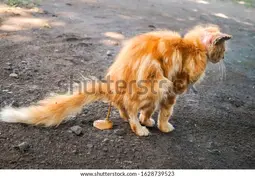 thumbnail of cats-feces-when-cat-diarrhea-600w-1628739523.webp