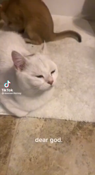 thumbnail of b9322c12184191.mp4