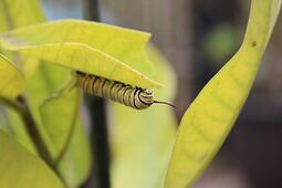 thumbnail of Monarch_butterfly_caterpillar_on_common_milkweed.jpg