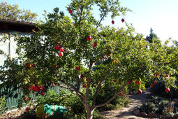 thumbnail of Pomagranatebigstock-Pomegranate-Tree-With-Fresh-Or-326005528-1024x683.jpg