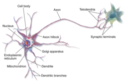 thumbnail of Multipolar_neuron.png