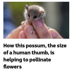 thumbnail of pico-possum.png