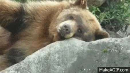 thumbnail of bear-sleeping.gif