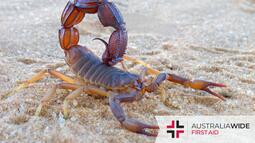 thumbnail of scorpions-in-australia-1000w.jpg
