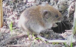 thumbnail of Bank_vole.jpg