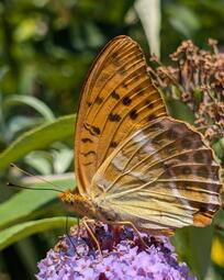 thumbnail of Argynnis paphia.jpg