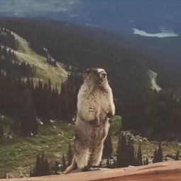 thumbnail of screaming marmot.webm