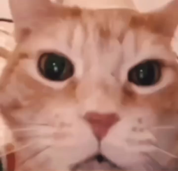 thumbnail of кот ржет.mp4