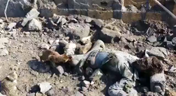 thumbnail of Кормление пушистиков кошки едеят трупы сирия.mp4