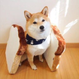 thumbnail of doge bread.PNG