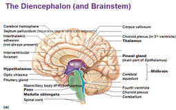 thumbnail of diencephalon-and-brainstem.jpg
