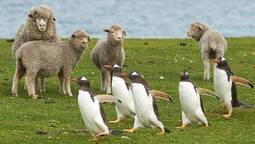 thumbnail of MAIN-Falklands-sheep-and-pingus-c-Jeremy-Richards.jpg