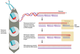 thumbnail of telomeres.jpg