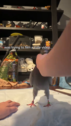 thumbnail of snaptik_7485178904697802030.mp4