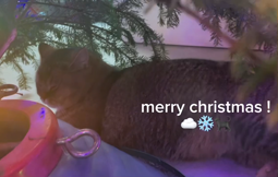 thumbnail of christmas christmas ❄️.mp4