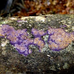 thumbnail of 5-cobalt-crust-fungus.jpg