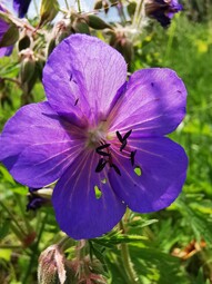 thumbnail of Geranium pratense.jpg