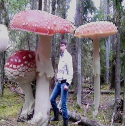 thumbnail of muxomor-forest.jpg