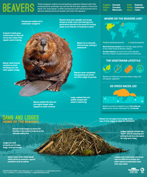 thumbnail of Beavers_Infographic-Final1.jpg