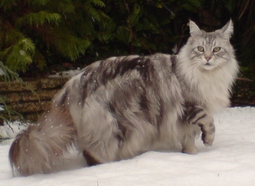 thumbnail of MaineCoonSilverTabby.jpg