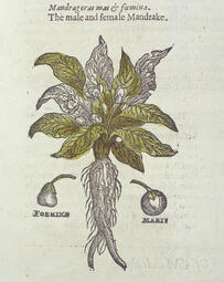 thumbnail of mandrake-plant-natural-history-museum-londonscience-photo-library.jpg