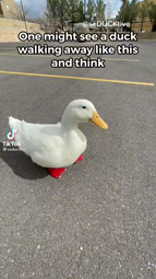 thumbnail of duckpicker.mp4