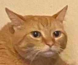 thumbnail of 1737869007928838.png