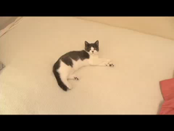 thumbnail of stoopid cat.webm