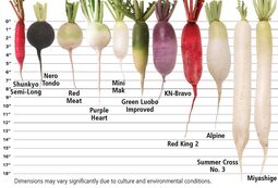 thumbnail of specialty-and-daikon-radish-types-and-proportions-1030x700.jpg