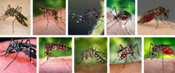 thumbnail of mosquito_Aedes_Aegypti.PNG