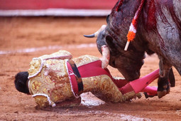 thumbnail of Bullfighter-Antonio-Romero-Takes-11-Inches-of-Bull-Horn-up-the-Ass.jpg